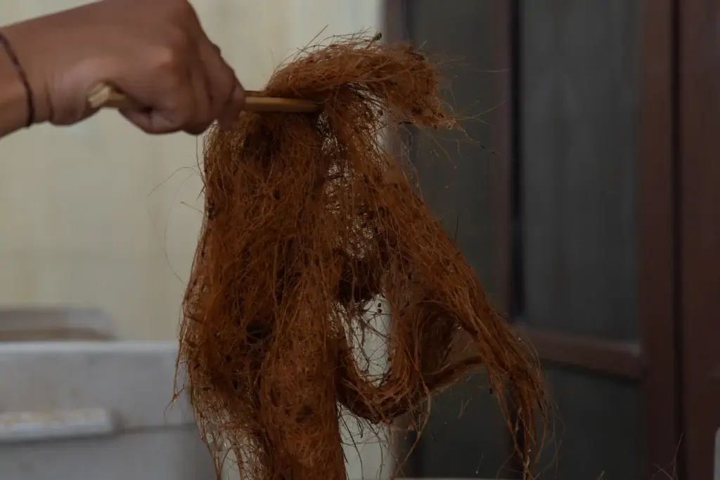 Close-up of a hand pulling a tangle of wet brown hair with a small wooden stick.